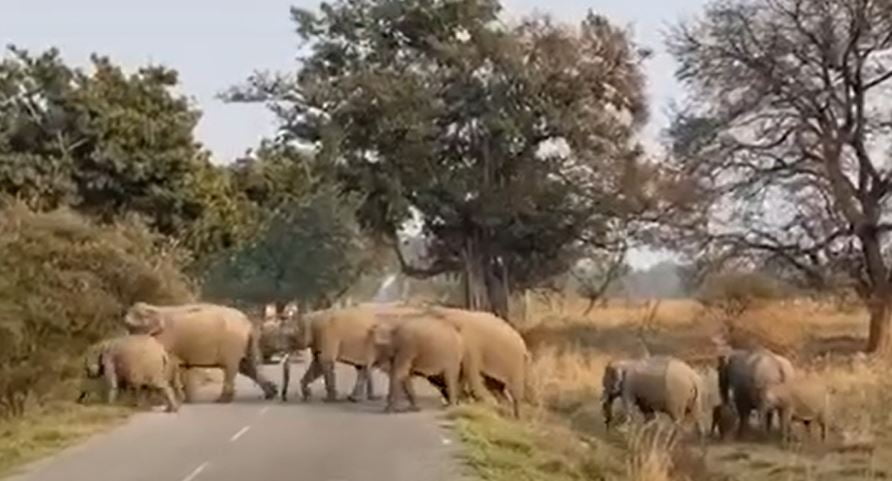 Wildlife Safari