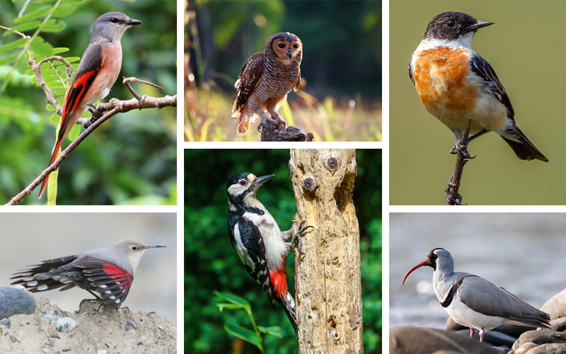 Bird Paradise - Corbett National Park