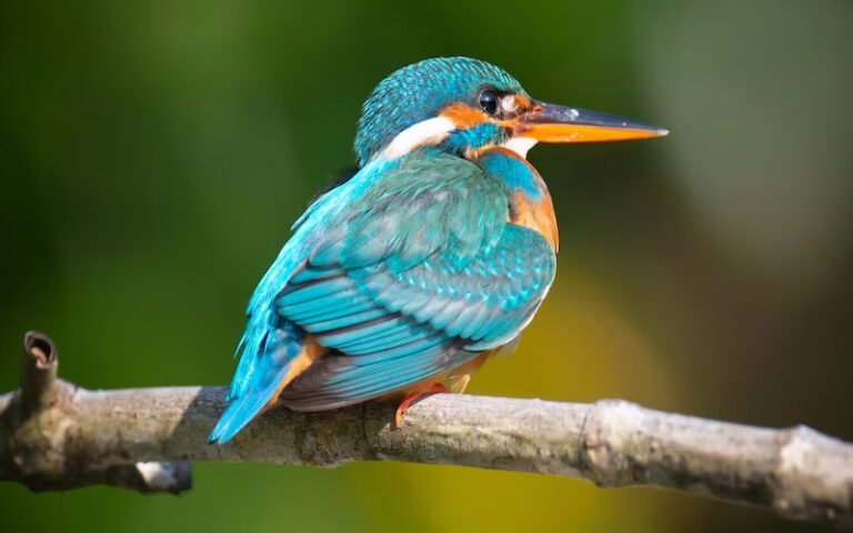The Avian Paradise Bird Watching in Uttarakhand's Corbett National Park