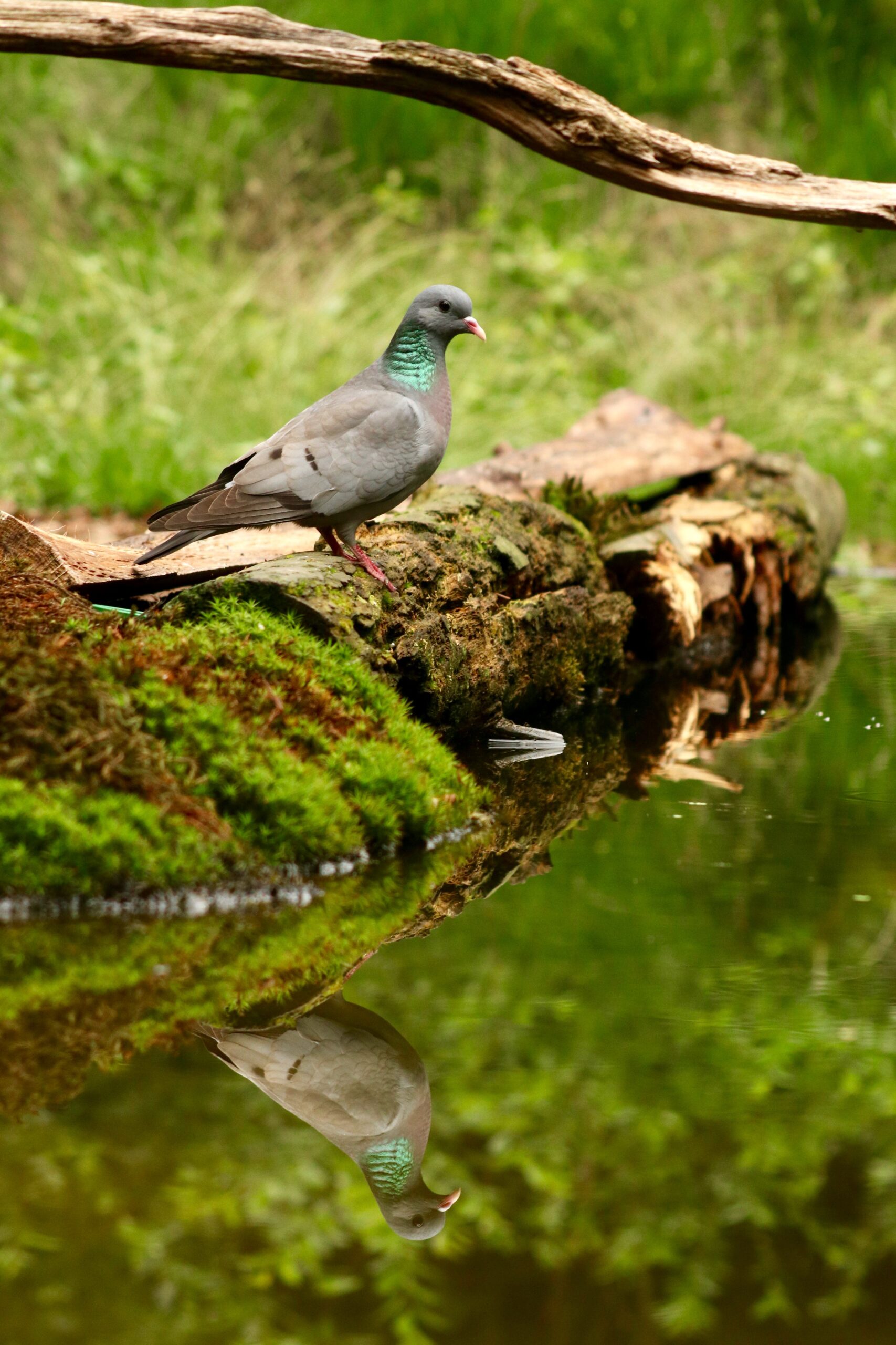 Weekend Escape to Nature: Why Corbett National Park is the Perfect Getaway